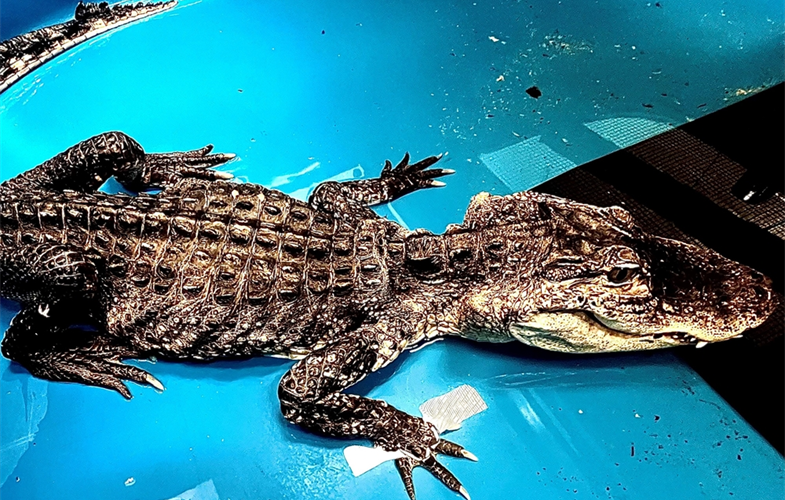 American Alligator BZ -